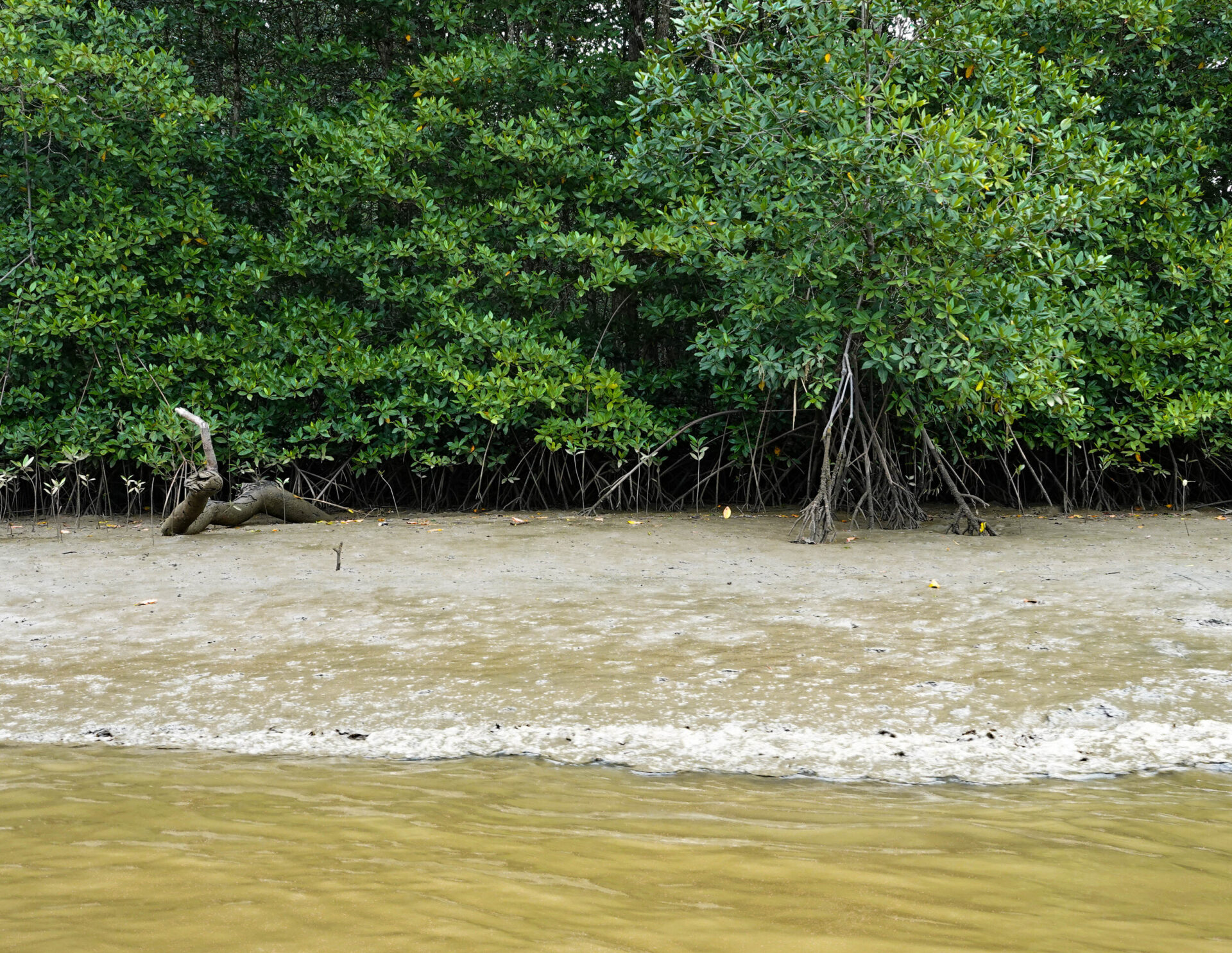 Alenka Skvarc x Aquatic ecosystems of Costa Rica (16)