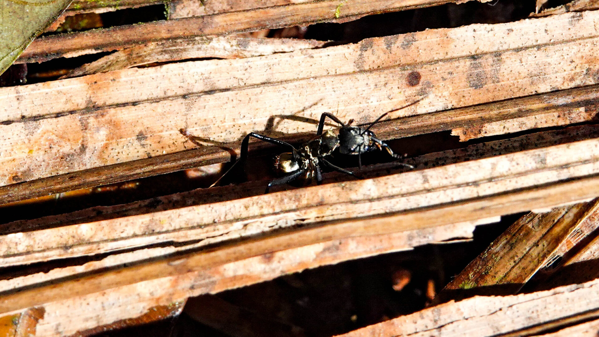 Alenka Skvarc x Tropical Research Station La Gamba (33)